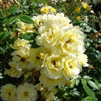 Роза почвопокровная "Golden Mozart"