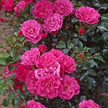 Роза почвопокровная "Heidetraum"
