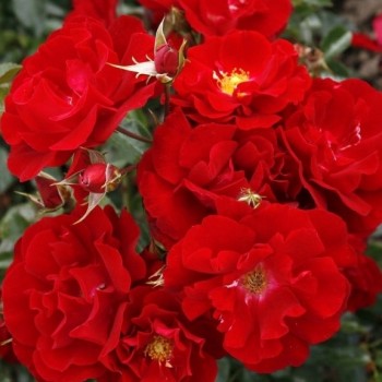Роза почвопокровная "Mainaufeuer"