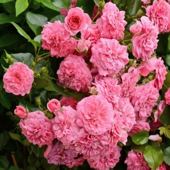 Роза почвопокровная "Pink Swany" (Les Quatre Saisons)