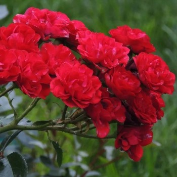 Роза почвопокровная "Red Fairy"