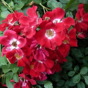 Роза почвопокровная "Red Meidiland" (Rouge Meillandecor)