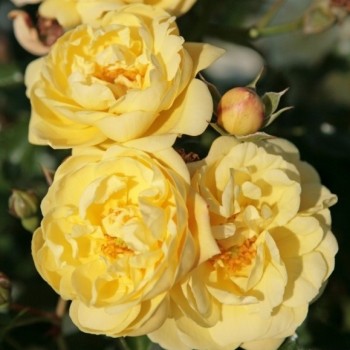 Роза почвопокровная "Sunny Rose"
