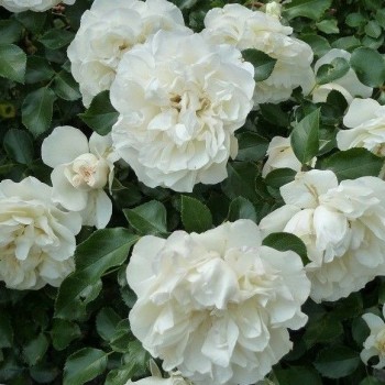 Роза почвопокровная "White Meidiland"