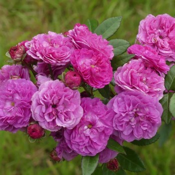 Роза мускусный гибрид "Allevia"