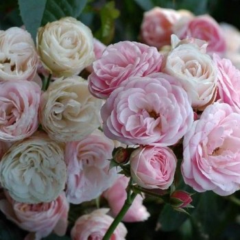 Роза мускусный гибрид "Bouquet Parfait"