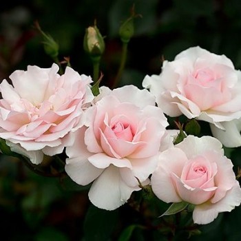 Роза чайно-гибридная "A Whiter Shade Of Pale"