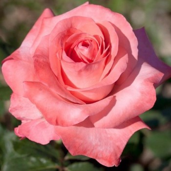 Роза чайно-гибридная "Arthur Rimbaud"