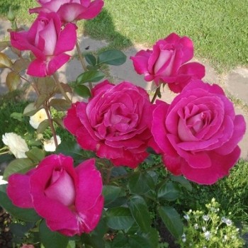 Роза чайно-гибридная "Barone Edmond de Rothschild"