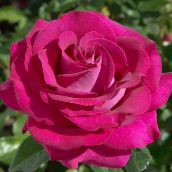 Роза чайно-гибридная "Belles Rives"
