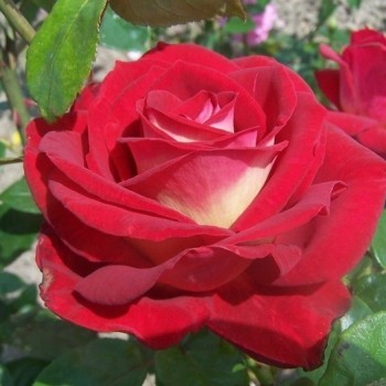 Роза чайно-гибридная "Bicolette"