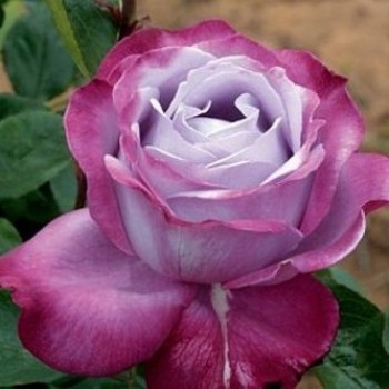 Роза чайно-гибридная "Blue River"