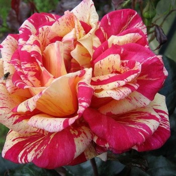 Роза чайно-гибридная "Broceliand"