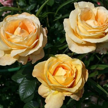 Роза чайно-гибридная "Cappucino"
