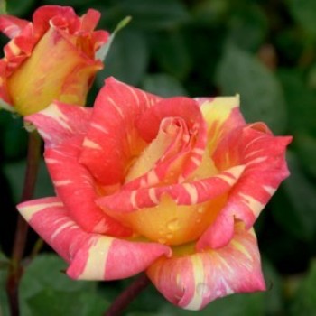 Роза чайно-гибридная "Caribia"