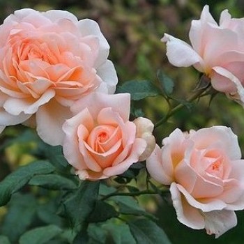 Роза чайно-гибридная "Caroline Victoria"