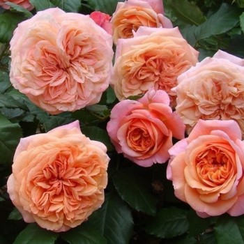 Роза чайно-гибридная "Chippendale"