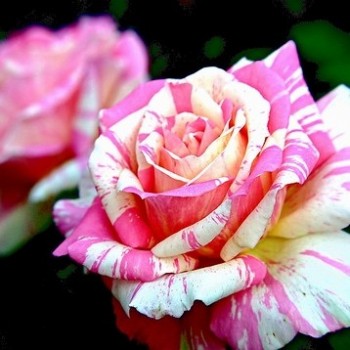 Роза чайно-гибридная "Claude Monet" (JACdesa)