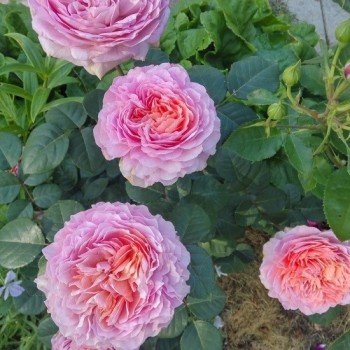 Роза чайно-гибридная "Eisvogel"