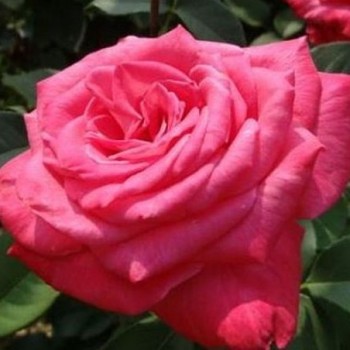 Роза чайно-гибридная "First Blush"