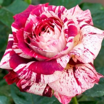 Роза чайно-гибридная "Julio Iglesias"