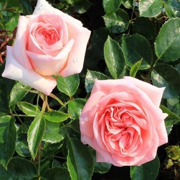 Роза чайно-гибридная "La Fontaine aux Perles"