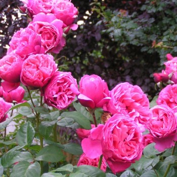 Роза чайно-гибридная "Line Renaud"