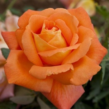 Роза чайно-гибридная "Louis de Funes"