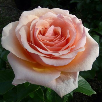 Роза чайно-гибридная "Lynda Bellingham"