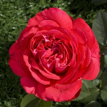 Роза чайно-гибридная "Marylou"