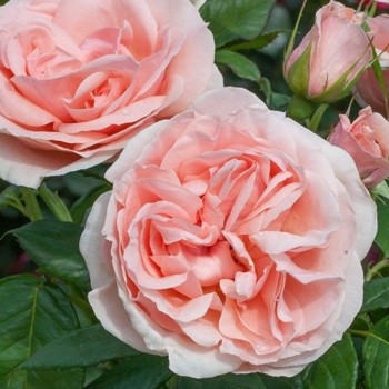 Роза чайно-гибридная "Maxima Romantica" (Donatella)