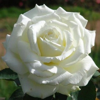 Роза чайно-гибридная "Memoire"