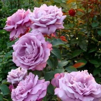 Роза чайно-гибридная "Nil Bleu"