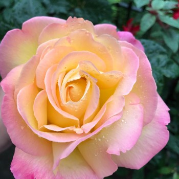 Роза чайно-гибридная "Peace"