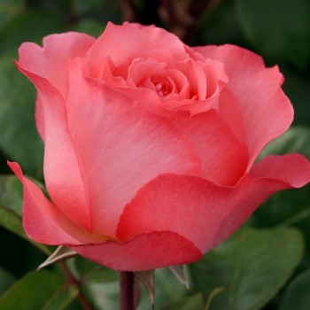 Роза чайно-гибридная "Pink Panther" (Aachener Dom)