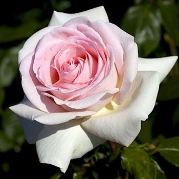 Роза чайно-гибридная "Prince Jardinier"