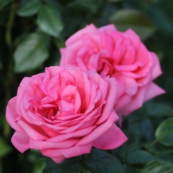 Роза чайно-гибридная "Romina"