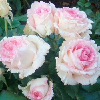 Роза чайно-гибридная "Souvenir de Baden-Baden"