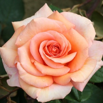 Роза чайно-гибридная "Warm Wishes"