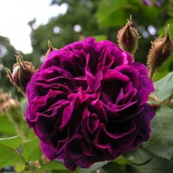 Роза моховая "William Lobb"