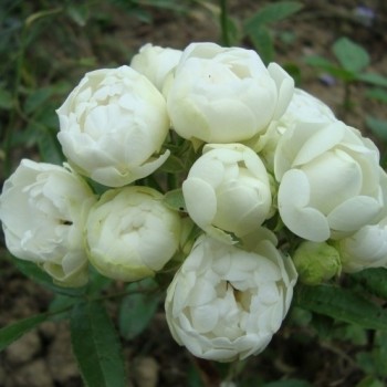 Роза полиантовая "White Morsdag"