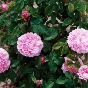 Роза портлендская "Jacques Cartier"