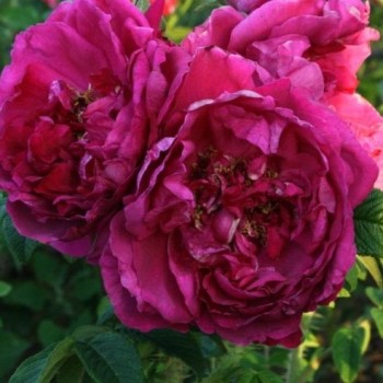 Роза морщинистая "Junimond"