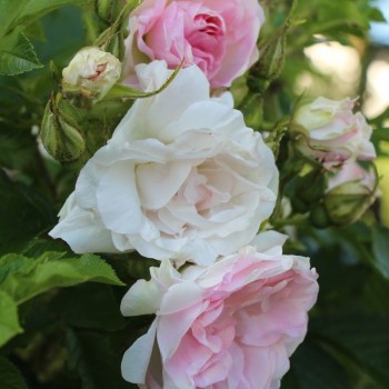 Роза морщинистая "Polareis"