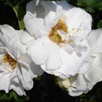 Роза морщинистая "White Roadrunner"