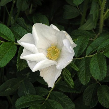 Роза морщинистая ф. "Alba"