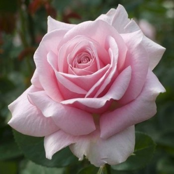 Роза "Frederic Mistral"