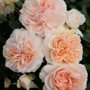 Роза флорибунда "Garden of Roses"