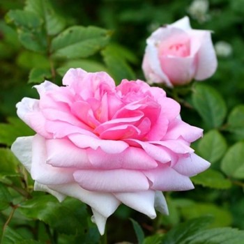 Роза канадская "Lambert Closse"