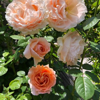 Роза "Polka"